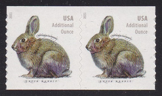 # 5545 (2021) Rabbit - Coil pr, MNH