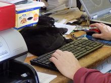 # 2478 (1991) Bluebird - Zip sgl, UL, MNH